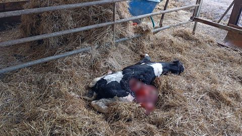 Un lobo se meti dentro del establo y acab matando a una vaca