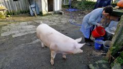 Matanza do porco nunha aldea de Dodro