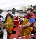 Los valeiros muestran una de las piezas pescadas en el Ulla.