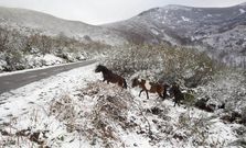 Este a�o ya se registraron nevadas en la sierra de Os Ancares