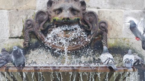 Palomas se refrescan en una fuente de Gijn 