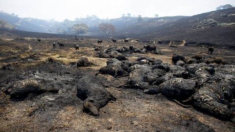 Ovejas quemadas en Bookham, Australia