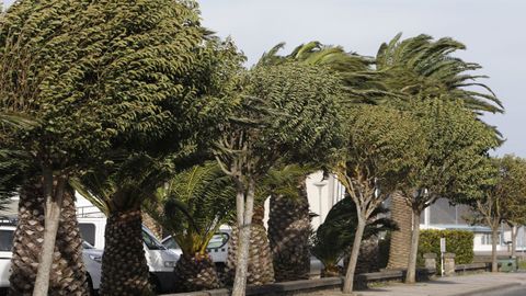 El viento sopla fuerte en la toda la comarca. En la imagen, árboles en Celeiro