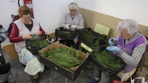 Tres mujeres cortan verde en Ares. 