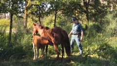 Un veh�culo atropella en la calzada a una yegua y su potro
