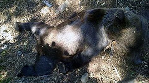El osezno hallado muerto en un camino de Muniellos.El osezno hallado muerto en un camino de Muniellos