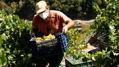 Lauva blanca es de las primeras en vendimiarse en los viedos de Ribeira Sacra