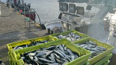 Descarga de sardina de un cerquero en Portosn (foto de archivo)