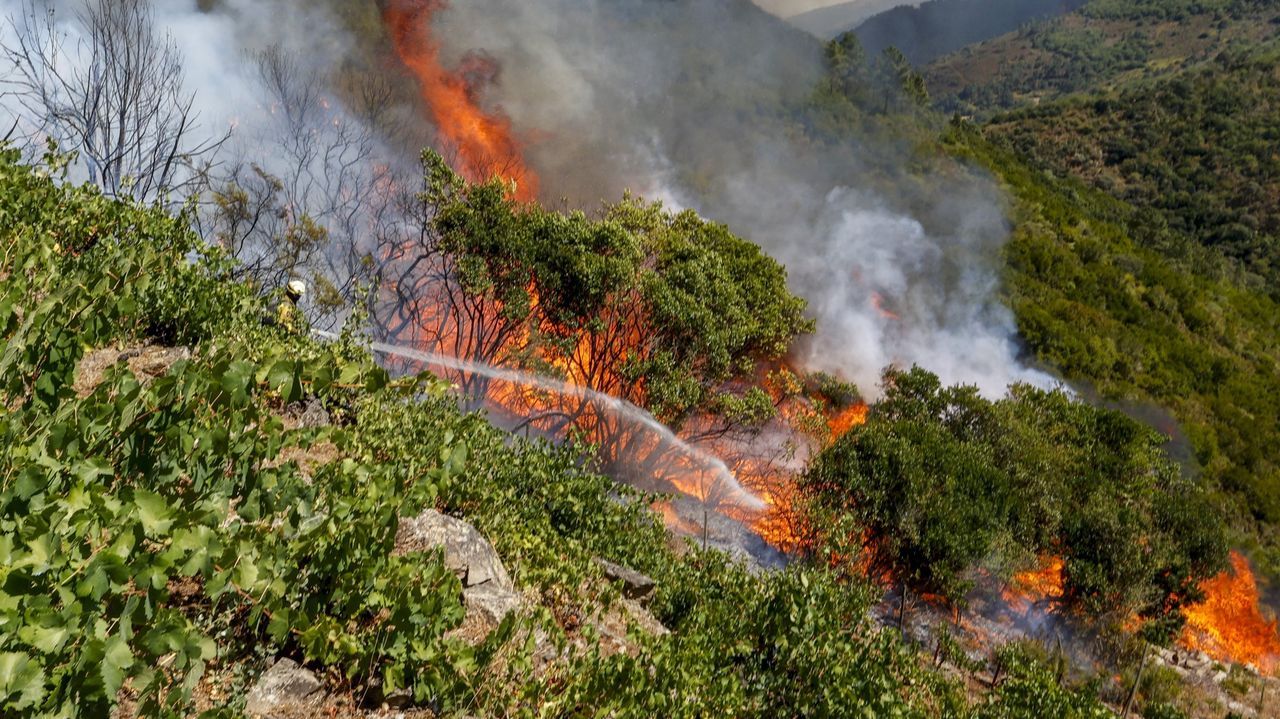 Ganaderos y agricultores de más de cuarenta municipios gallegos podrán recibir las ayudas por los incendios forestales