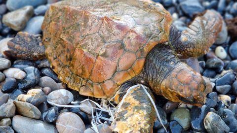 Investigadores se muestran extra�ados por la llegada de ejemplares de tortuga boba a las costas asturianas