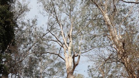 O Av� es el ejemplar m�s emblem�tico del Souto da Retorta, con unos 150 a�os de edad biol�gica y unos 65 metros de altura