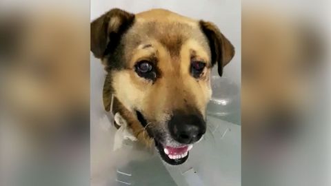 Nicols, el perro apaleado y abandonado en La Manjoya, en plena mejora