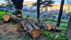 Nuevas talas de �rboles en O Castro, en Vigo