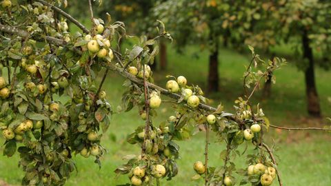 La DOP Sidra de Asturias celebra su 'Experiencia Cosecha'.