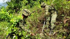 Soldados colombianos destruyendo plantas de coca