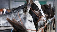 Imagen de archivo de unos burros en una feria en Galicia