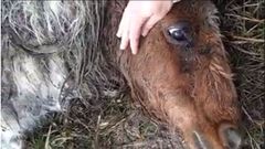 La agon�a de un pony en una finca de Avil�s se hace viral