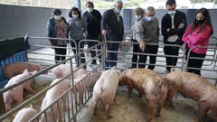 Volta o gando a Meis