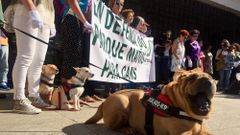 Vecinos de O Calvario reclaman un parque para perros en el barrio