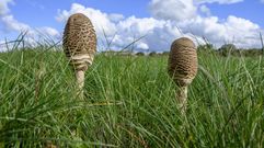 La macrolepiota o cerrota es la variedad que m�s se deja ver, aunque mucho menos que en anteriores campa�as