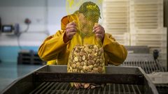 Almeja roja en la clasificadora de la lonja de Ribeira