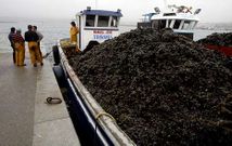Las descargas de mejill�n se apuraban ayer en puertos como el de A Pobra. 