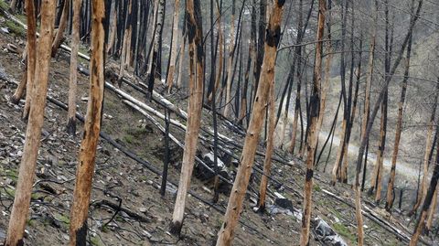 Buena parte de los pinos vendidos por el monte comunal han perdido la corteza, una se�al de deterioro y de que no van a ser utilizables mucho tiempo m�s