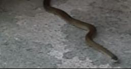 Culebra de un metro y medio que apareci� al lado de una casa en O Valadouro