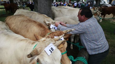 Las vacas, en la feria de O Pramo