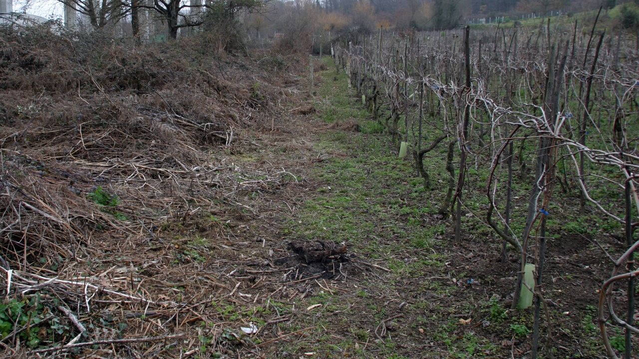 Estos son los 21 concellos de Ourense y Pontevedra en los que la Xunta podrá arrancar vid abandonada