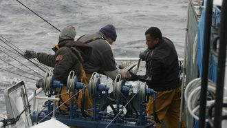 Tripulantes de un pesquero gallego capturando bonito a la cacea o curric�n (imagen de archivo).
