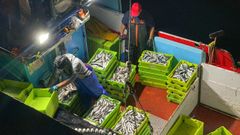 Descarga de sardina en un puerto gallego (imagen de archivo)