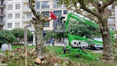 Los operarios municipales trabajan desde esta ma�ana en la poda de los �rboles m�s da�ados