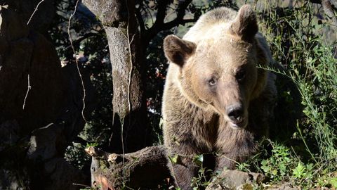 OSO PARDO DE LA POBLACIN OCCIDENTAL CANTBRICA