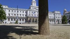 Uno de los tilos, con el terrizo cubriendo totalmente su base.