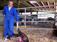 Un ganadero mazaricano muestra el cad�ver de una de las reses v�ctima del ataque de un lobo. 