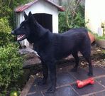 �Bowie� ten�a dos a�os y era un cruce de husky con pastor alem�n.