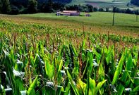 La cosecha de ma�z forrajero es cada a�o m�s importante para los ganaderos.