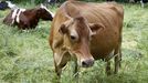 Vacas en pastoreo en una foto de archivo