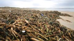Acumulaci�n de jacintos de agua en la playa de A Lanzada el pasado noviembre
