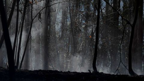 Zonas a�n humeantes y con riesgo de incendio en los bosques de Pereda. Tras quedar controlado anoche, en el incendio de Las Regueras, en las cercan�as de Oviedo, contin�an los trabajos de bomberos 