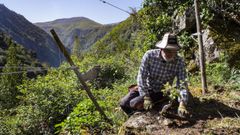 Alfonso Campos, encargado del vi�edo experimental, con la cepa de la variedad cumbrao.