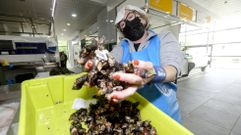 Percebe, ayer, en el mercado de Carballo 