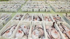 Imagen de archivo de una subasta de rape en la lonja de Celeiro