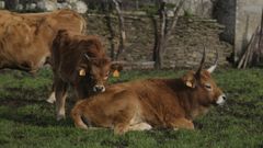 Vacas cachenas en un prado de la parroquia de Vilar de Lor, en el municipio de Quiroga