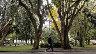 Árboles en los jardines de Méndez Núñez