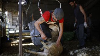 Atilano y su equipo de rapadores da monta�a trasquilando ovejas en ganader�a de Monterroso