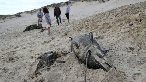 Cuerpo de uno de los delfines localizados en Donios, que ya se encontraba en avanzado estado de descomposicin; los investigadores barajan la posibilidad de que el intenso oleaje lo arrastrase por la costa hasta que acab varado en la playa.