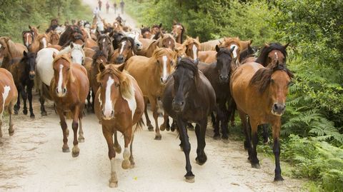 Hoy son en total 135 cabezas las que tiene contabilizadas Monte Faro 