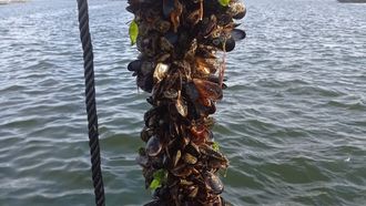 Bateeiros hallan mejill�n muerto en las cuerdas a dos metros de profundidad